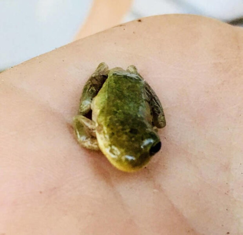 7. Žaba s jednim okom