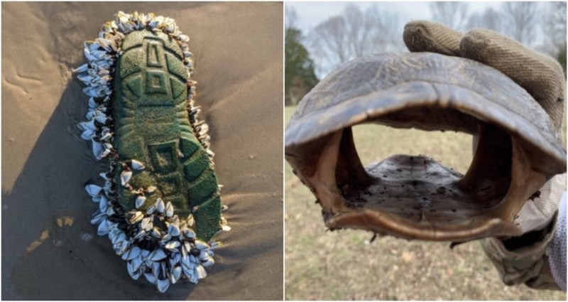 17 impresivnih prizora koji dokazuju da nas priroda uvijek može iznova iznenaditi