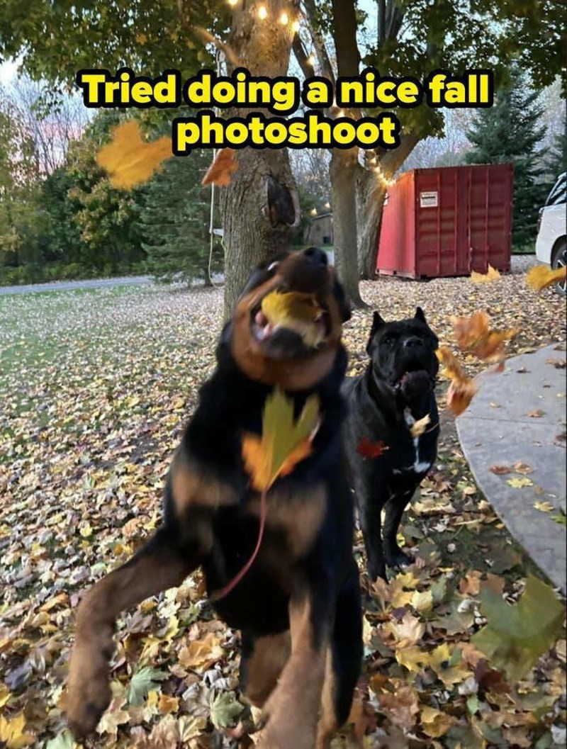 1. Pokušaj slatkog jesenskog fotošutinga je propao