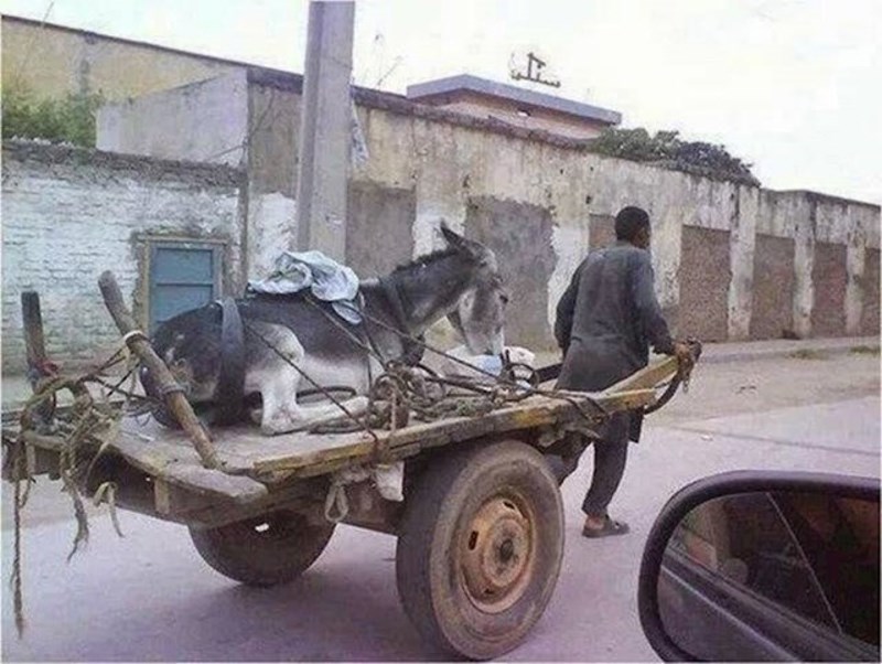 5. On vuče magarca.