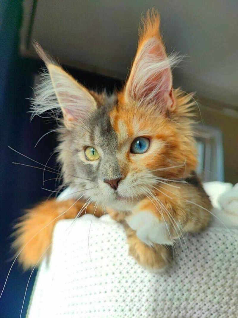 16. Wow, kakva posebna maca!