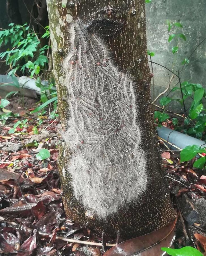 1. Skup gusjenica na stablu