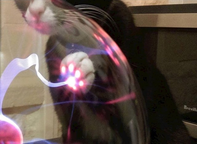 7. Evo što se dogodi kad mačka dotakne plazma kuglu.