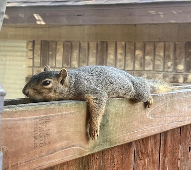 10. Vjevericu je uhvatila fjaka