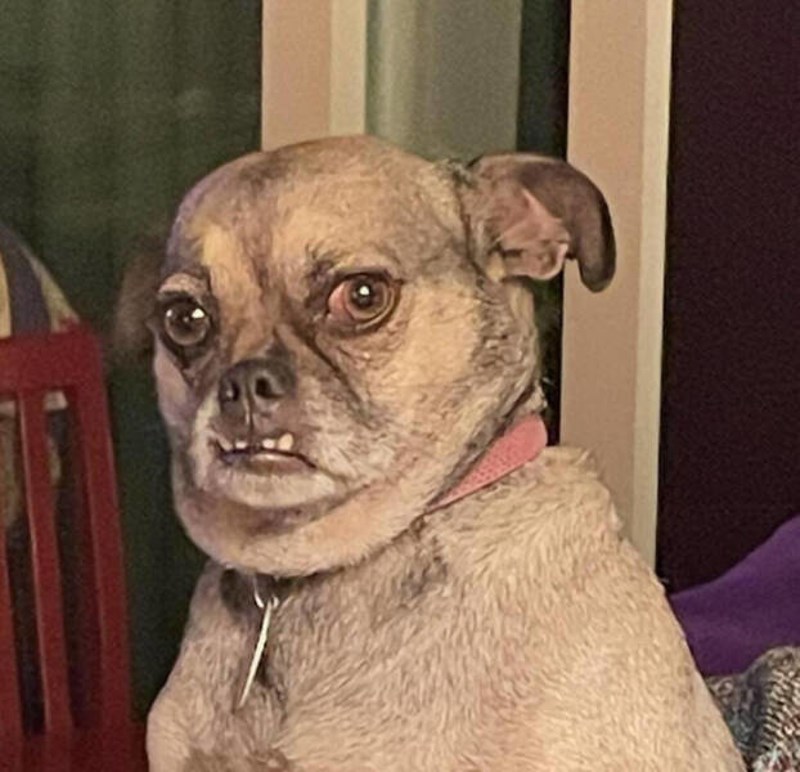 Moj pas bio je na čuvanju kod ujaka i iz nekog razloga počeo je nalikovati na njega.