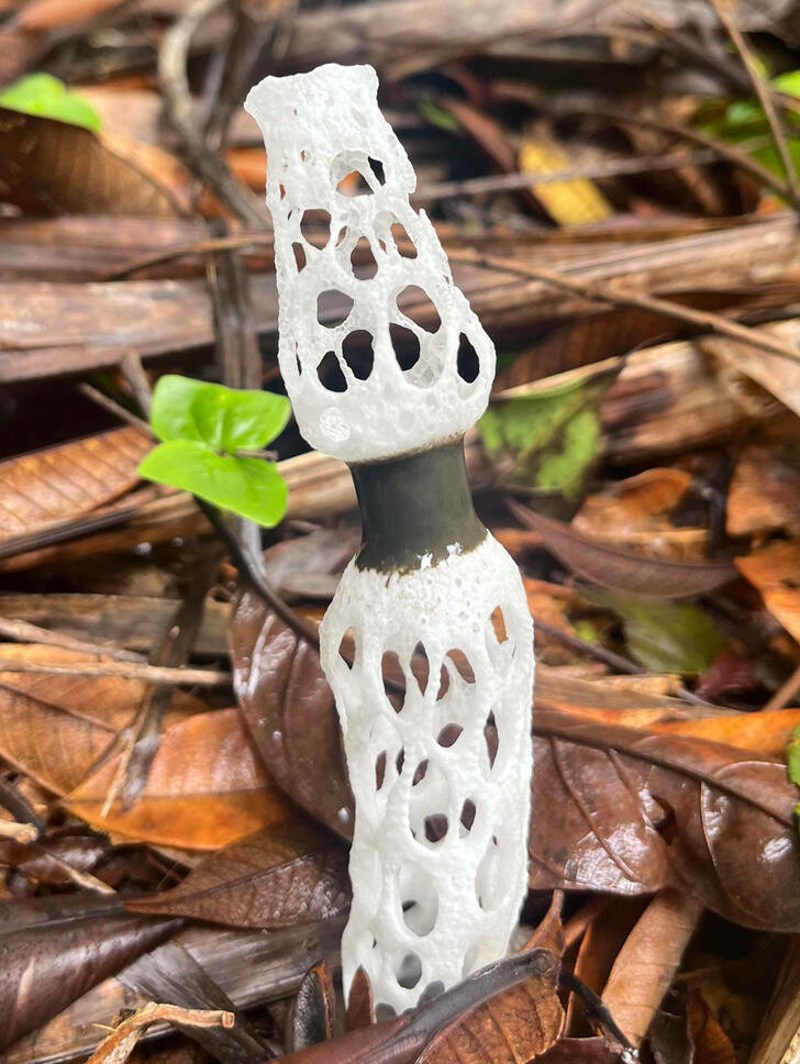 13. Evo što sam pronašla u svojoj jutarnjoj šetnji šumom