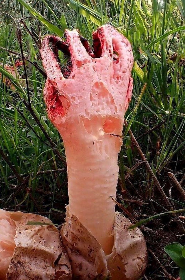 15. Čudnovata gljiva