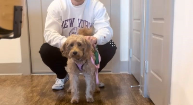 Ljudi su pokazali što njihov pas napravi svaki put kad se vrati iz šetnje, snimka je viralna