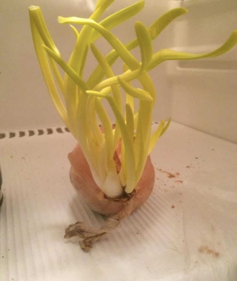 14. Zaboravili su na luk i kad su se vratili s godišnjeg bome imali što za vidjeti