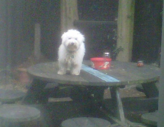 14. Izbacila sam svoga psa u dvorište jer je stajao na kuhinjskom stolu. Ovo je njegova reakcija.