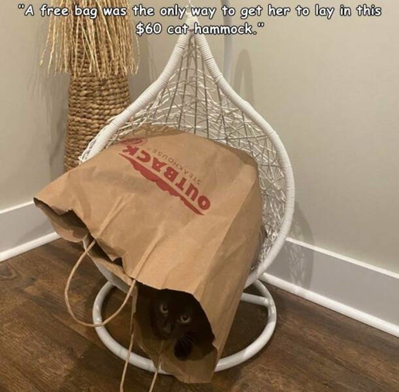2. Kupili smo joj mačju ležaljku za 60 dolara, a jedini način da ju nagovorimo da sjedne na nju bio je da na vrh stavimo besplatnu vrećicu