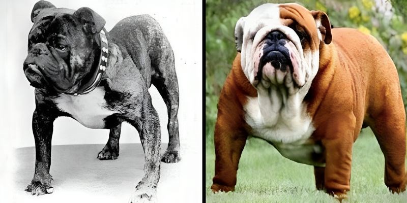VIDEO Ovako su različite pasmine pasa izgledale prije 100 godina