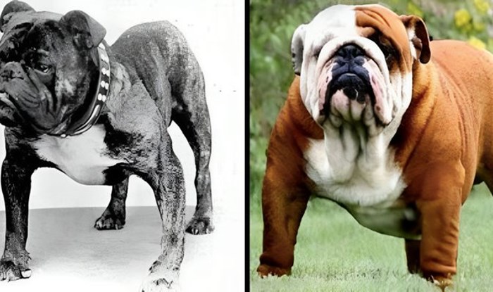 VIDEO Ovako su različite pasmine pasa izgledale prije 100 godina
