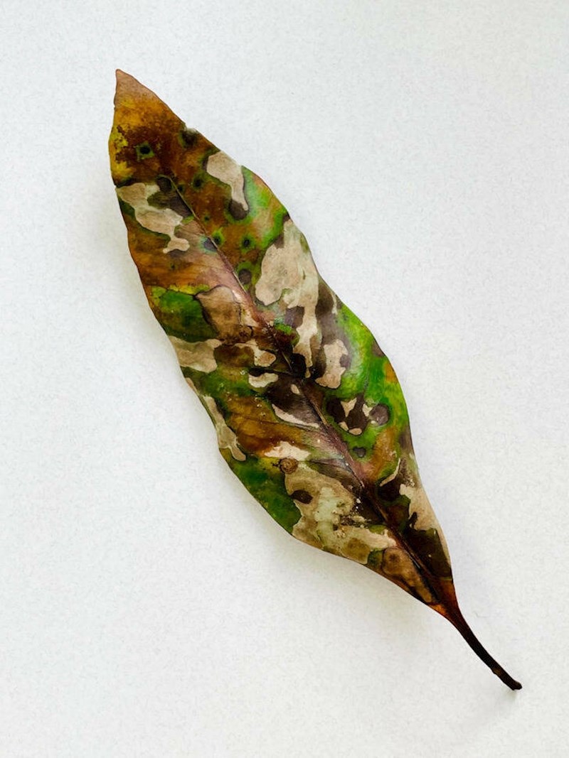 9. Prezanimljiv list