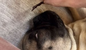 Vlasnik je psu prislonio čips uz njušku dok je spavao, njegova reakcija odmah je postala viralni hit