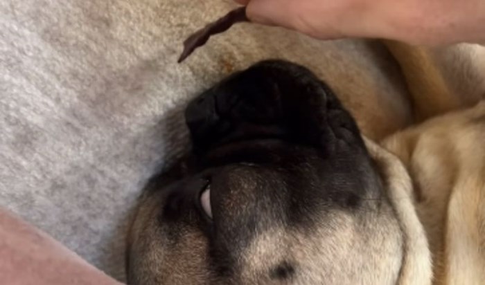 Vlasnik je psu prislonio čips uz njušku dok je spavao, njegova reakcija odmah je postala viralni hit