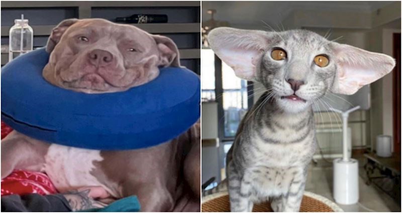 17 puta kad su nas životinje podsjetile da je život prekratak da budemo ozbiljni