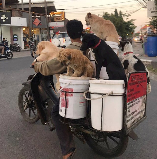 9. Kako transportirati 6 pasa na jednom motoru