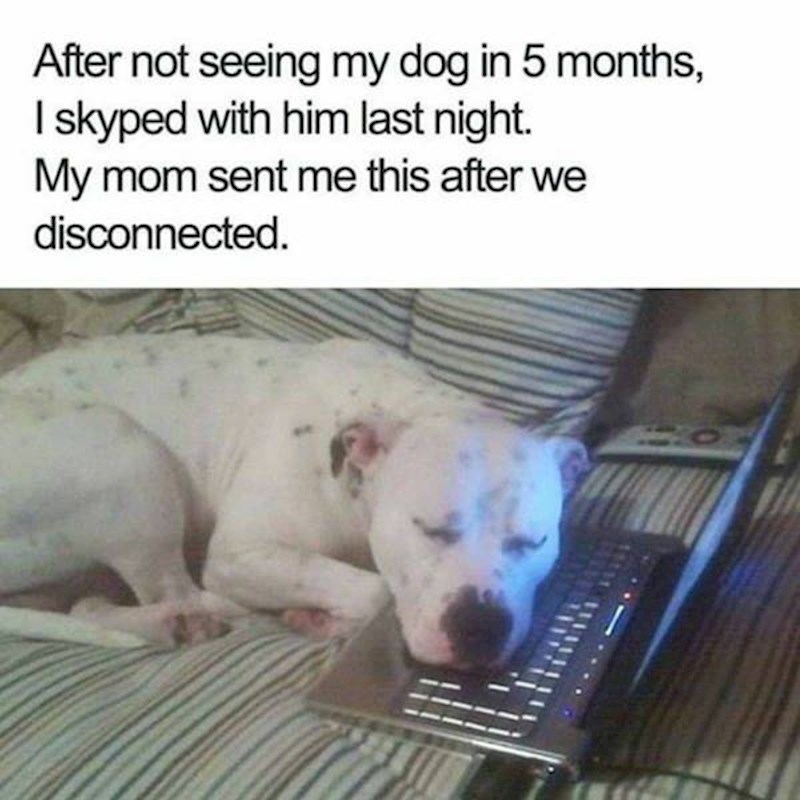 13. Nisam 5 mjeseci vidjela svoga psa pa smo se jučer gledali preko Skypea. Mama mi je nakon razgovora poslala ovu fotku.