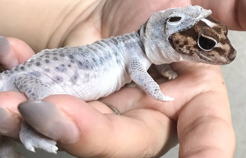 14. Gušter mijenja kožu i izgleda kao da nosi astronautsko odijelo