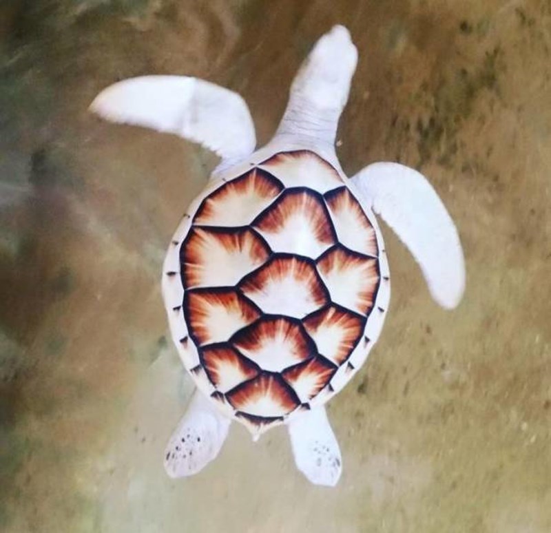 10. Vidjeli smo albino morsku kornjaču na Šri Lanki