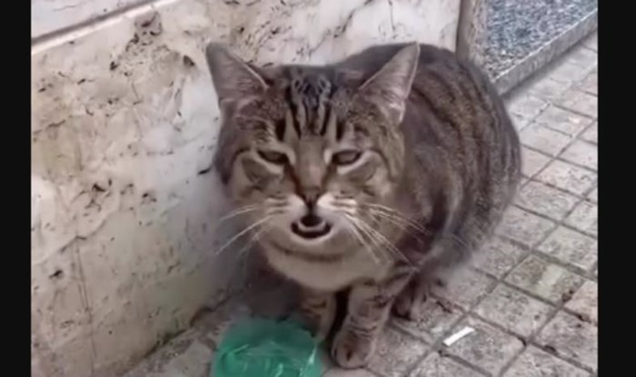 Snimka mačke iz Italije obišla je svijet, morate čuti kako je odgovorila na pozdrav prolaznice