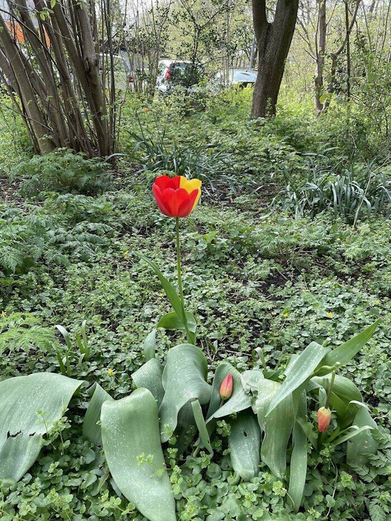 11. Dvobojni tulipan