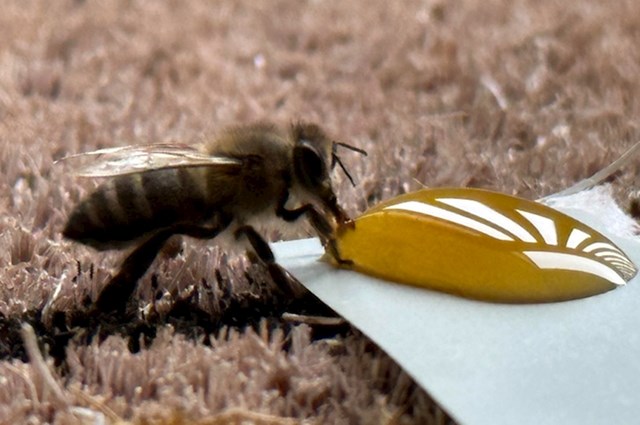 6. U stan mi je ušla jedna pčelica. Izgledala je slabo pa sam joj dao malo meda.