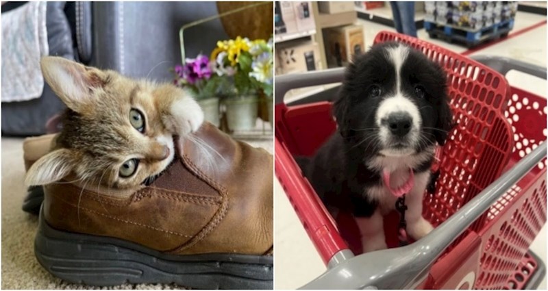 20+ preslatkih fotki upravo udomljenih životinjica koje će vam sigurno rastopiti srce