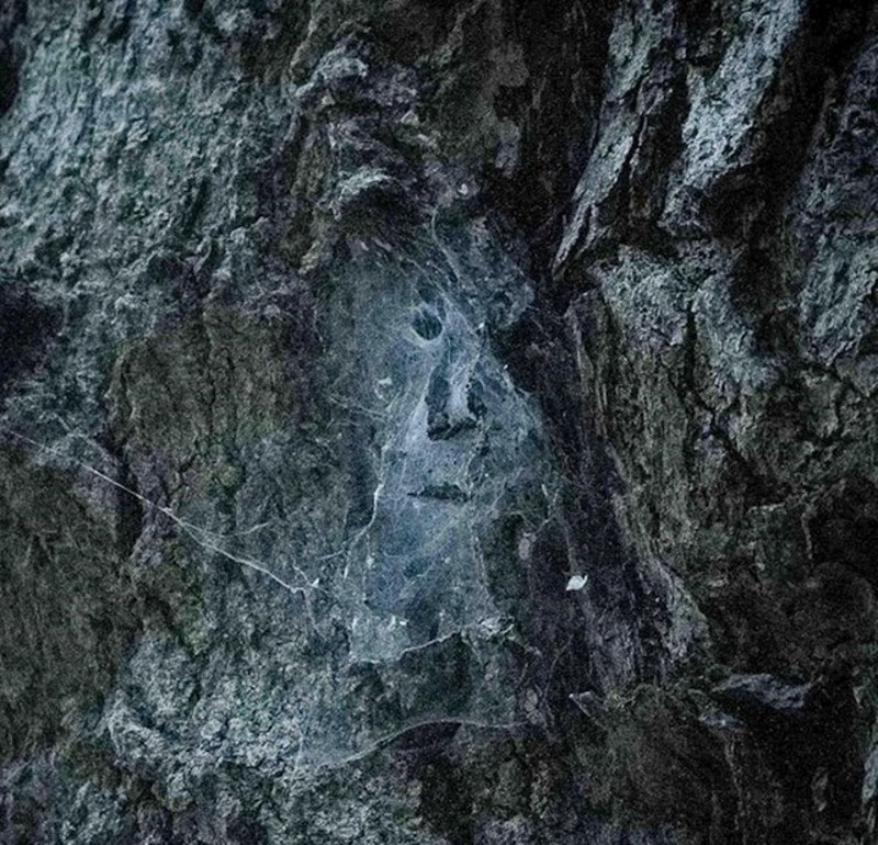 5. Lice starca u paučini