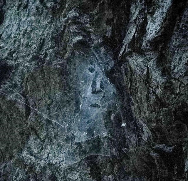 5. Lice starca u paučini