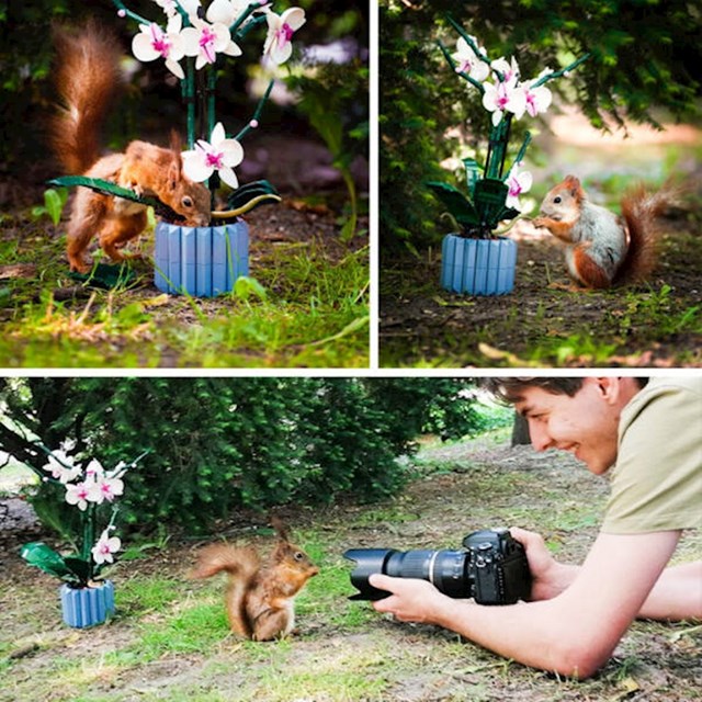 15. Htio sam fotkati svoju lego orhideju u prirodi, a ova vjeverica se posve neplanirano ponudila kao model