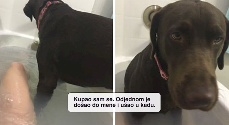 20+ puta kad su ljudi doživjeli da psi rade nešto ekstremno čudno i morali svima pokazati dokaze