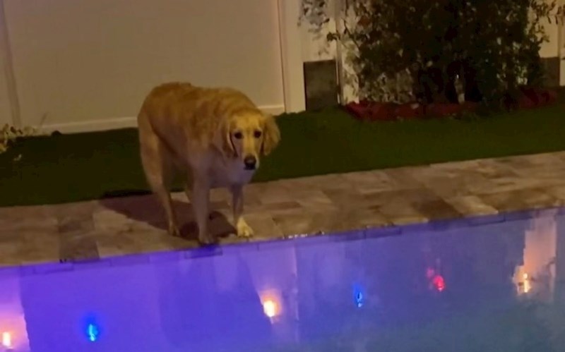 Retriverici je upala loptica u bazen, snimka kako ju spašava razdragala je milijune diljem svijeta