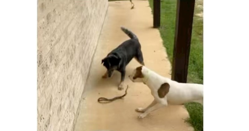 Vlasnik je snimao kako se psi obračunavaju sa zmijom, jezivi kraj snimke zaledit će vam krv u žilama