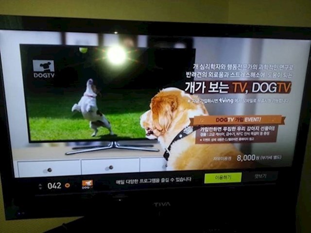 8. Postoji TV program namijenjen psima