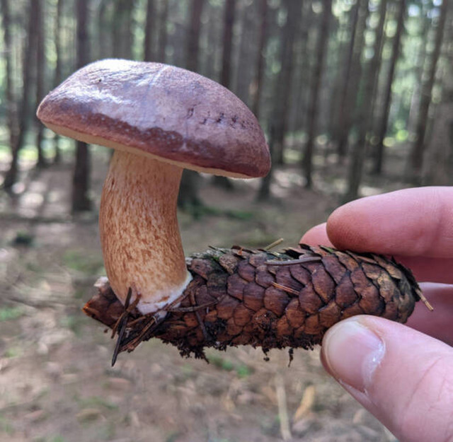 5. Iz češera je narasla gljiva