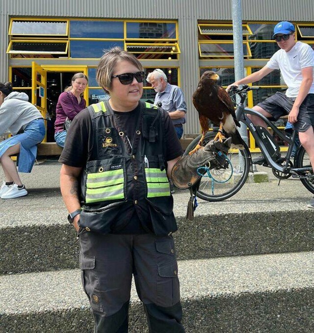 U Vancouveru su zaposlili ptice grabežljivice i njihove trenere za obranu od nasrtljivih galebova