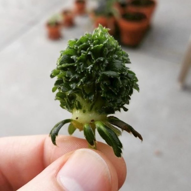 14. Jagoda kojoj je izrastao samo zeleni dio