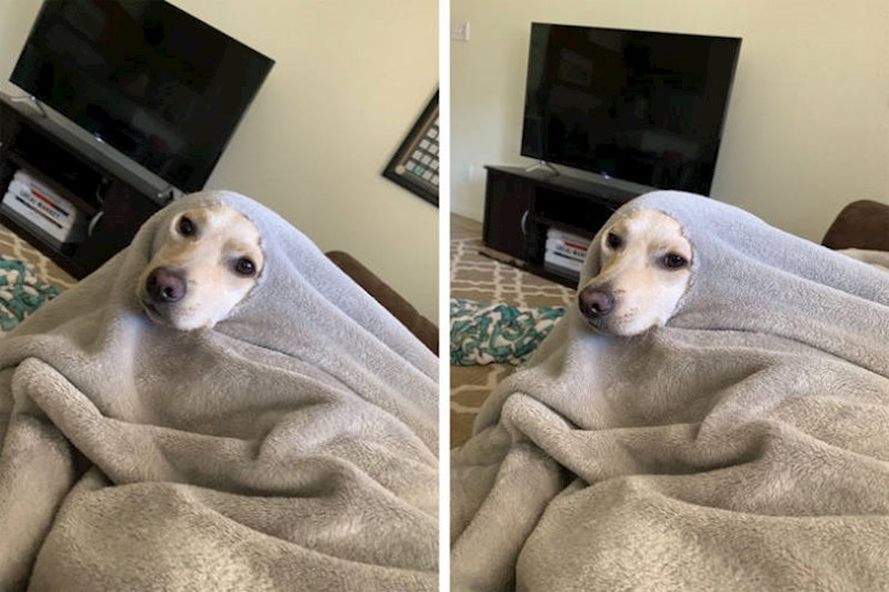 4. Probušila je rupu na dekici i maskirala se u tuljana