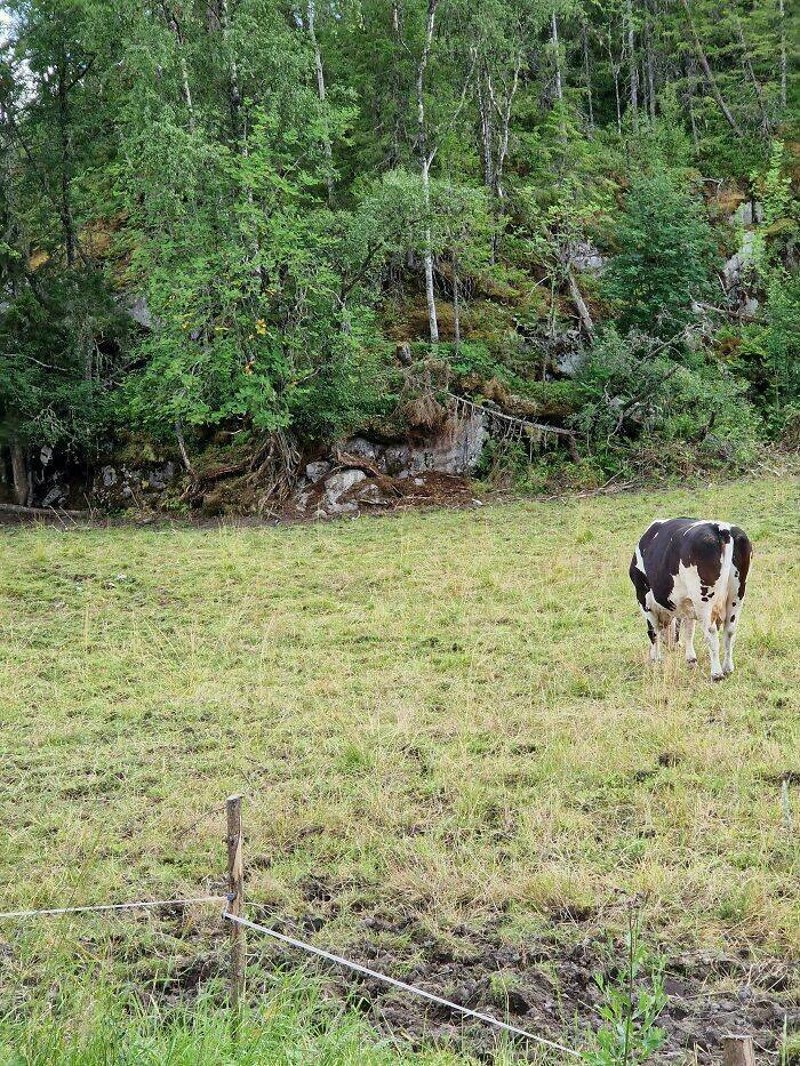 7. Na fotki su dvije krave