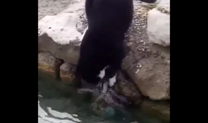 Mačka s Prvića koja lovi hobotnicu oduševila je cijelu Hrvatsku, snimka je apsolutno genijalna