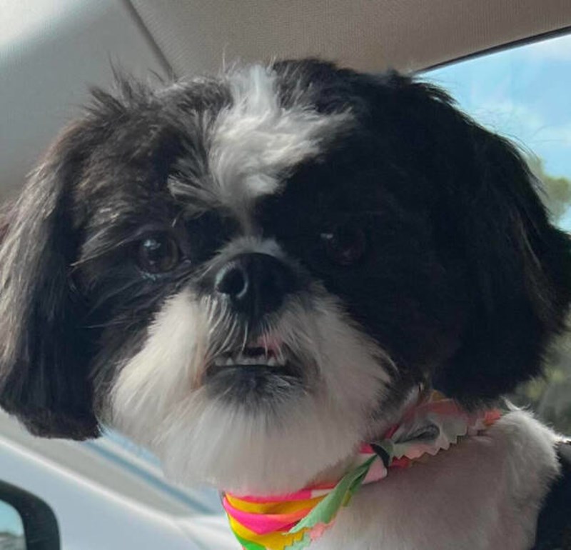 Faca moga psa svaki put kad ga uhvatim u nekoj nepodopštini