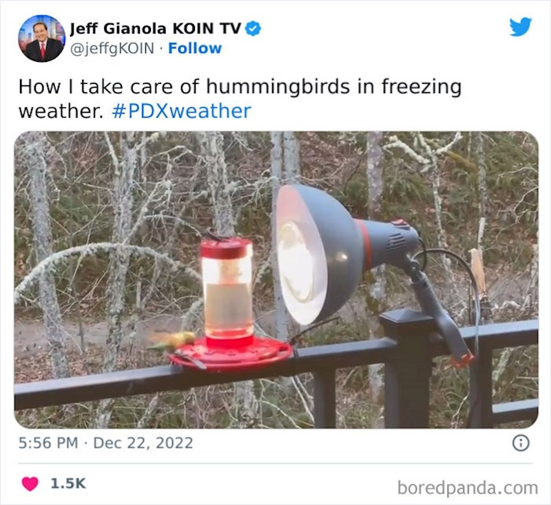 2. Ovako se brinem za kolibriće po ovim hladnoća