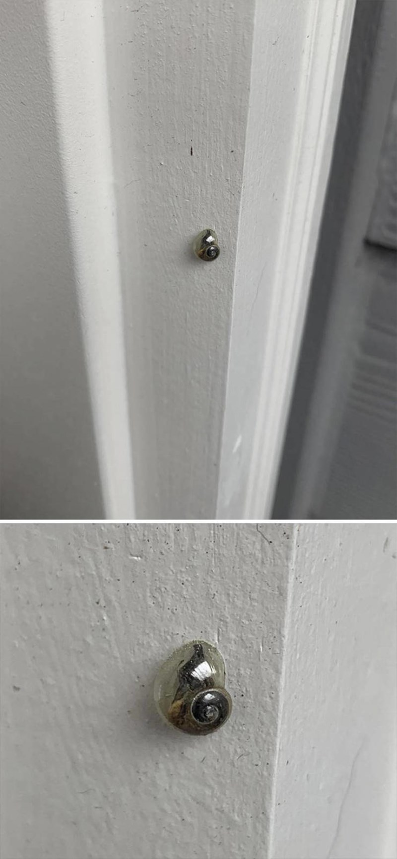 17. Puž s premium kućicom