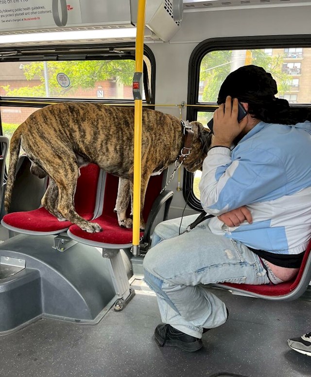 7. Psi u javnom prijevozu - da, ali nikako ne ovako!😡
