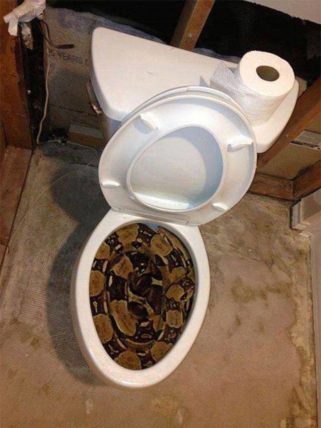 5. Nakon ove fotke vjerojatno ćete još dugo provjeravati WC prije uporabe