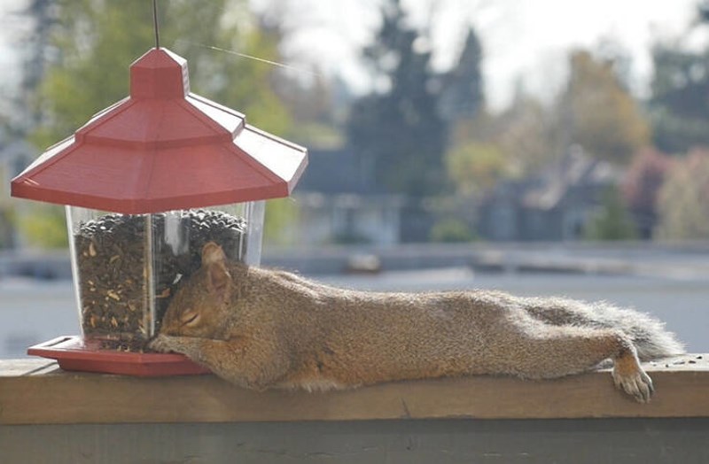 8. Vjeverica se najela i začorila