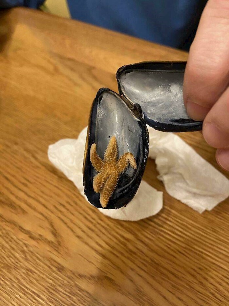 6. Morska zvijezda u dagnji