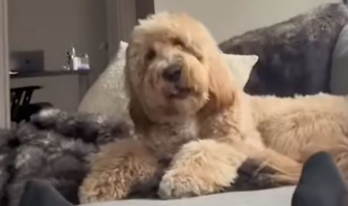 Vlasnici su prasnuli u smijeh nakon što je pas kihnuo, snimka njegove reakcije je viralni hit